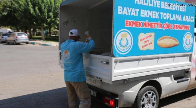 Haliliye'de Aylık 15 Ton Ekmek Toplanıyor;