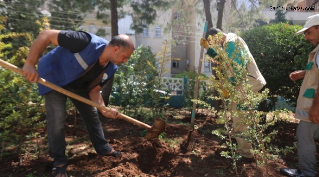 Haliliye'de Parklarda Yenileme Çalışmaları Devam Ediyor;