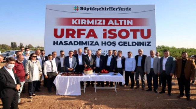 Kırmızı Altın Urfa İsot Hasat Zamanı;