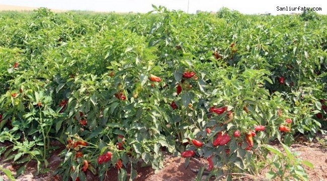 Şanlıurfa'da Acı Zamanı;