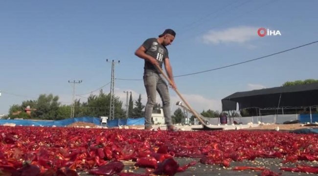 Şanlıurfa'da acının hasat zamanı;