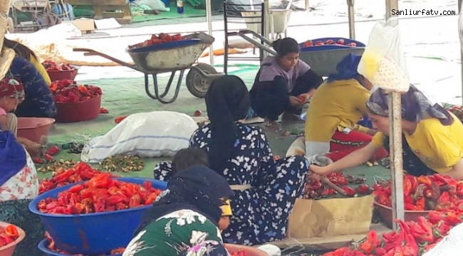 Şanlıurfa İsot Serüveni Başladı;