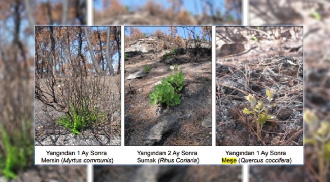 Urfa'da Orman Yangınıyla Mücadele Raporunda Çam Ağacı Yerine Meşe Ekilsin Raporu;