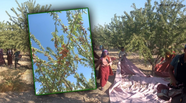 Şanlıurfa Badem Hasadı Başladı;