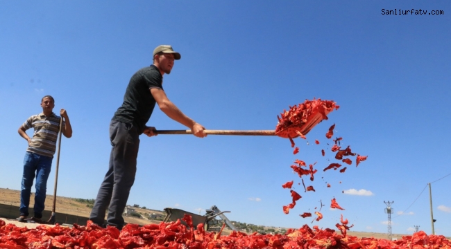 Şanlıurfa İsotu ve Urfa Pul Bİberi Binlerce Kişiye İstihdam Sağlıyor