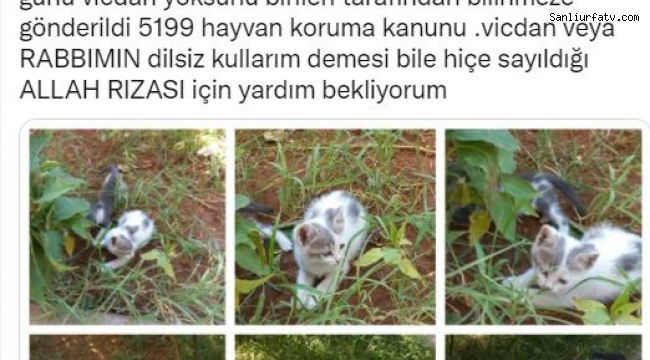 Yavru Kedileri İçin Sosyal Medyadan Yardım Çağrısı. ;