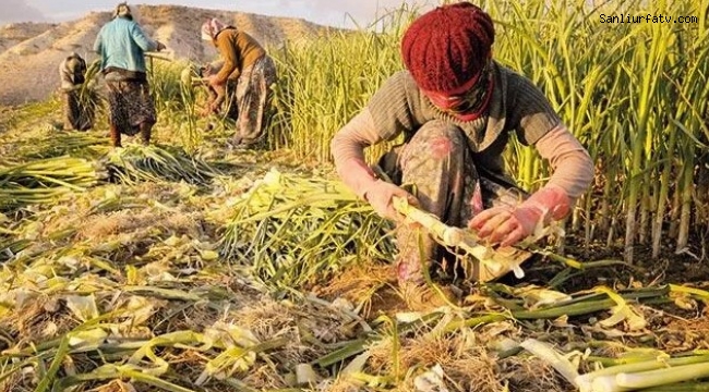 Şanlıurfa'da mevsimlik tarım işçilerinin çocukları için eğitim seferberliği;