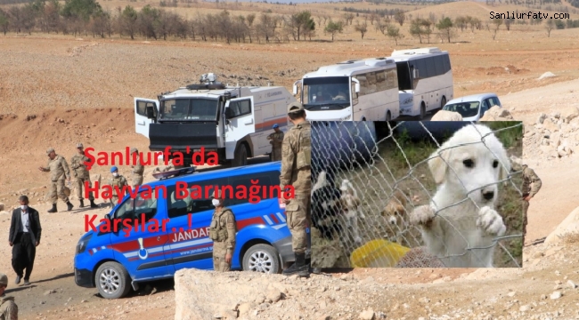 Urfa'da Mera Alanımıza Hayvan Barınağı Yapılmasın Eylemi;