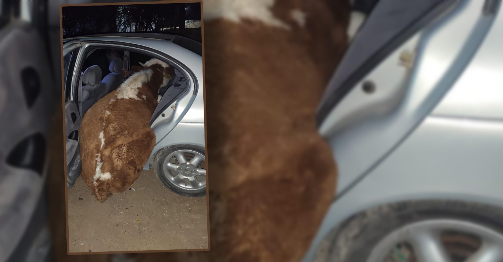 Otomobille inek çalanlar jandarmadan kaçamadı;