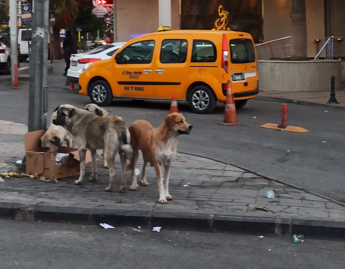 Urfa'da başıboş köpekler tehlike saçıyor;