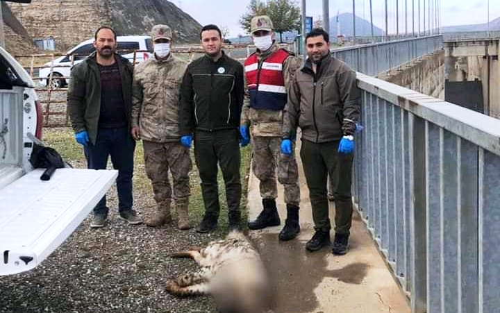 Bozova'da çizgili sırtlan ölü bulundu;
