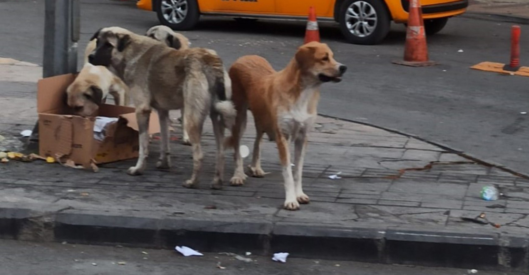 ‘Tehlike arz eden köpek ırkları’ hakkında duyuru!;