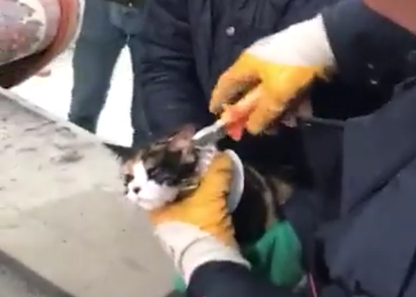 Şanlıurfa’da kedi kurtarma operasyonu!;