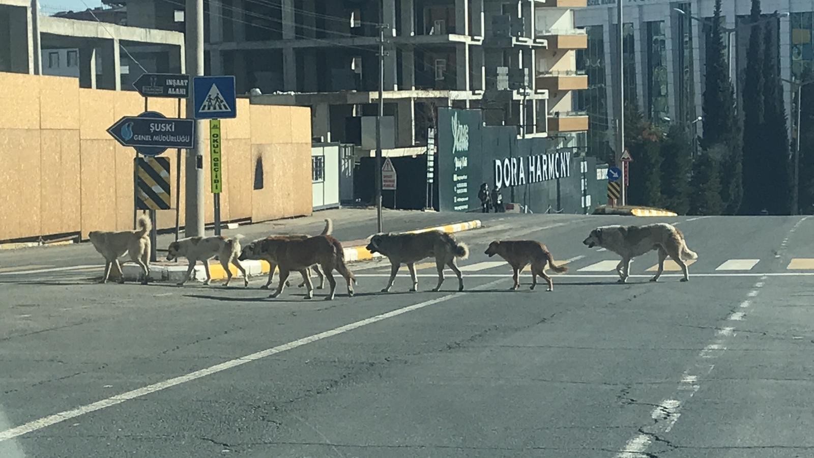 Sokak köpekleri tedirgin ediyor;