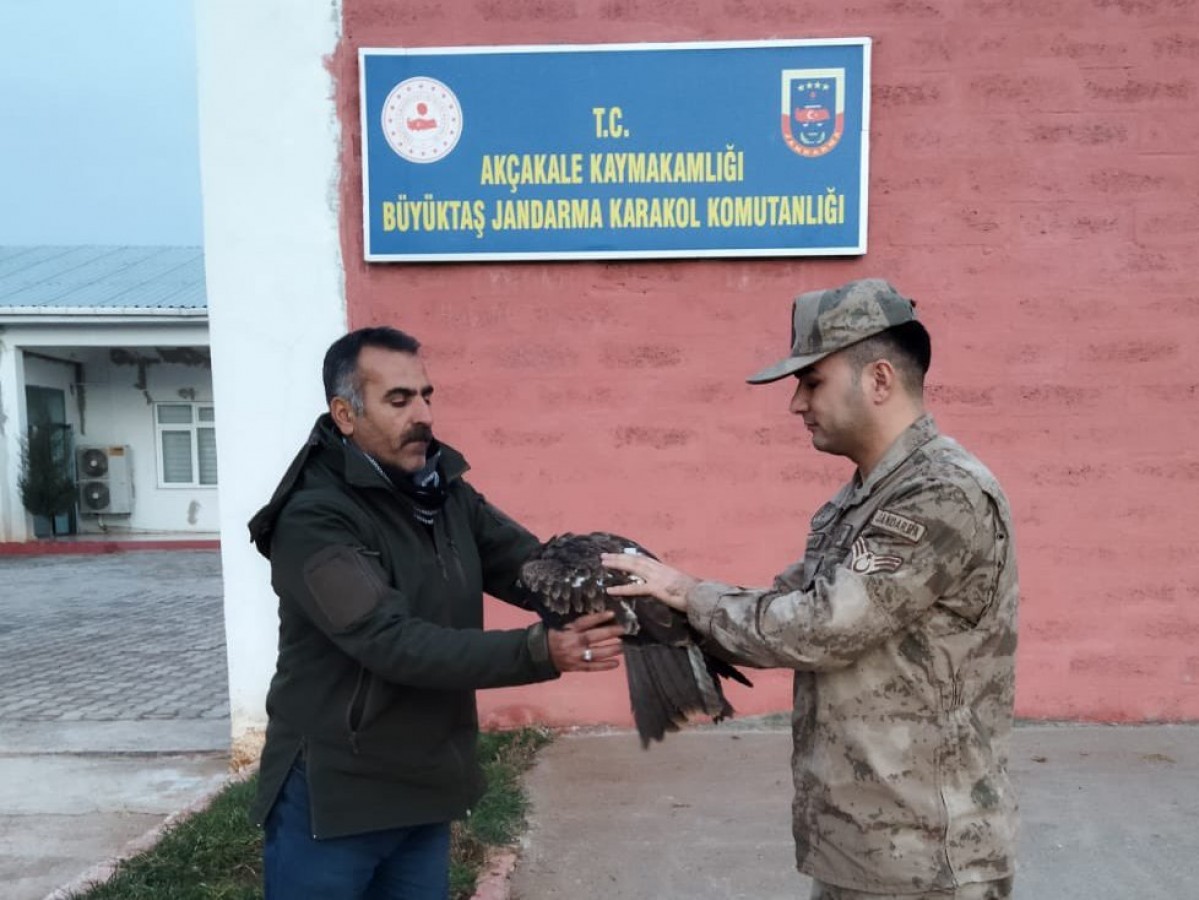 Akçakale'de yırtıcı kuş yaralı halde bulundu;