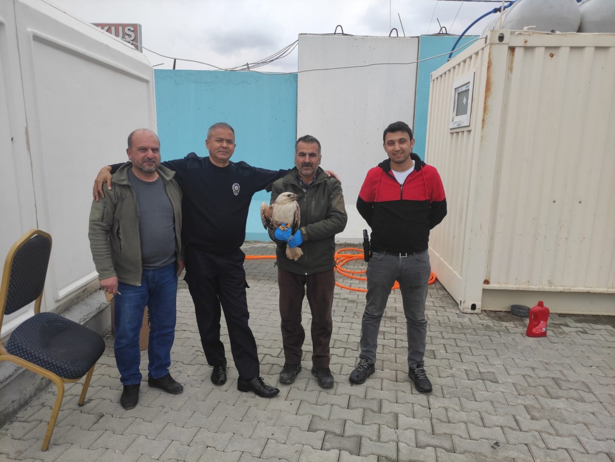Polislerin bulduğu yaralı kartal tedavi altına alındı;