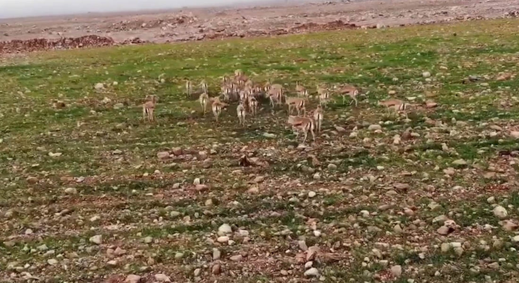 Cudi Dağına bırakılan ceylanlar havadan görüntülendi;