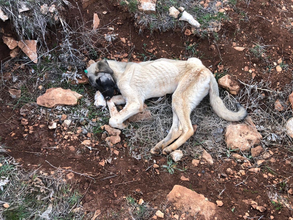 Şok iddia köpekler zehirlendiler mi?;