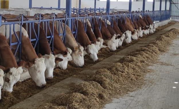 İnek sütü üretim verileri açıklandı;