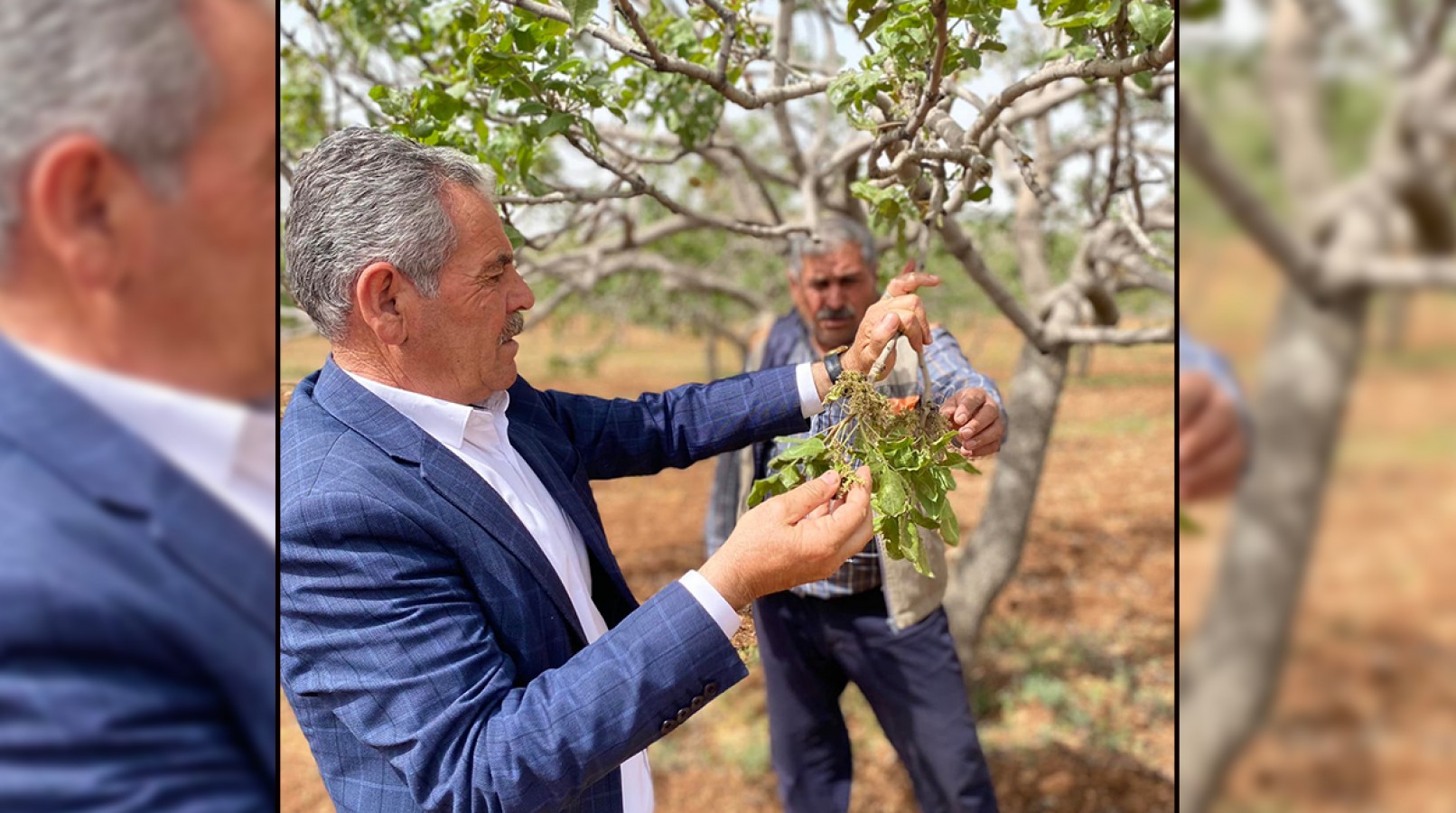 Zirai don vurdu! Fıstık bahçelerinde zarar büyük ;