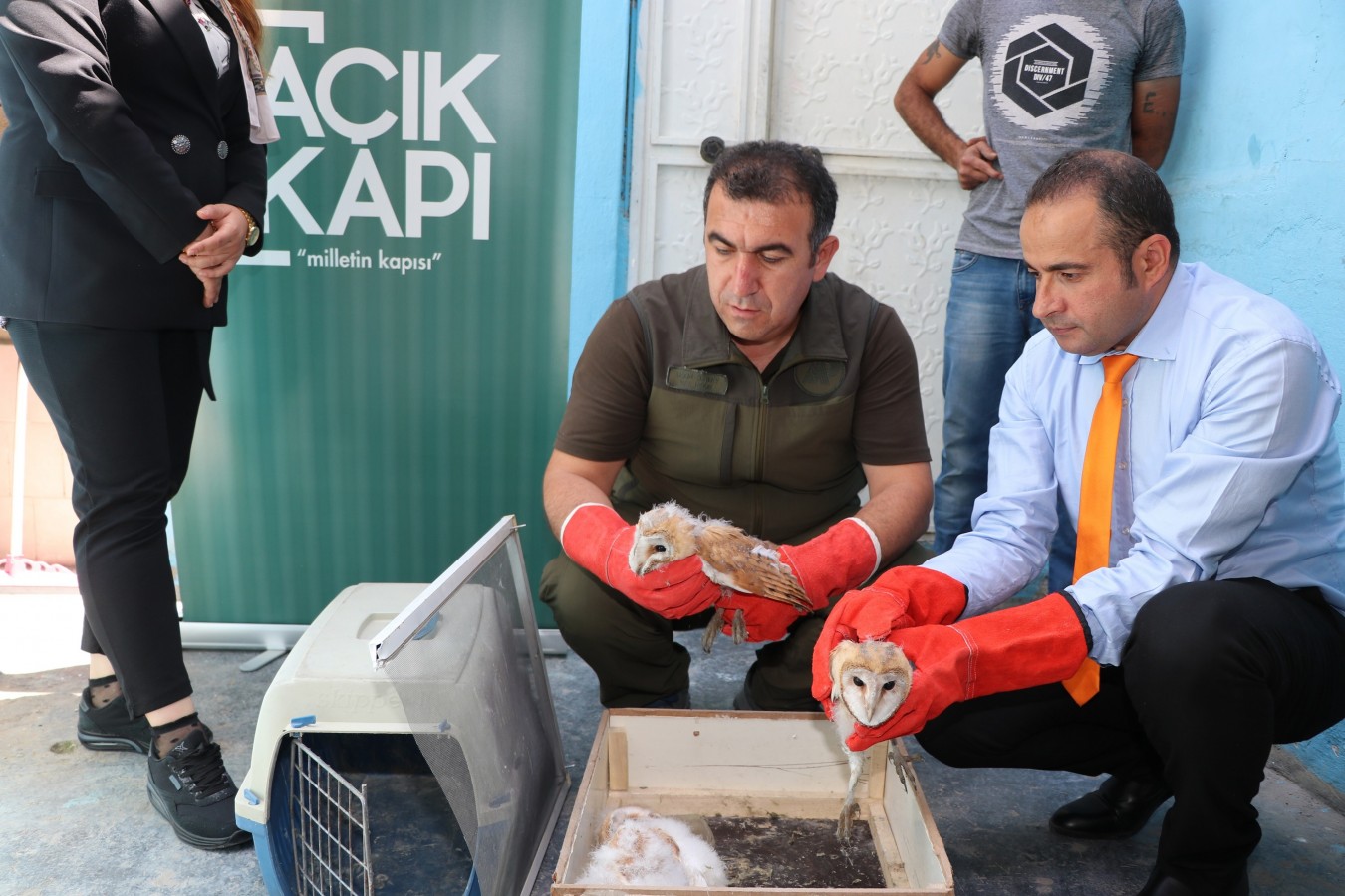 Nesli tükenmek üzere olan peçeli baykuşlar koruma altına alındı;