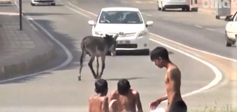 Yol ortasında başıboş gezen eşek sürücülere zor anlar yaşattı!;