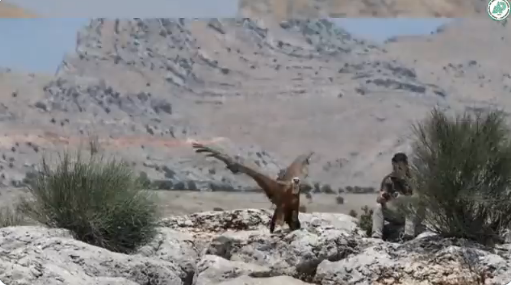 Şanlıurfa’da tedavi edilip doğaya bırakıldı!;