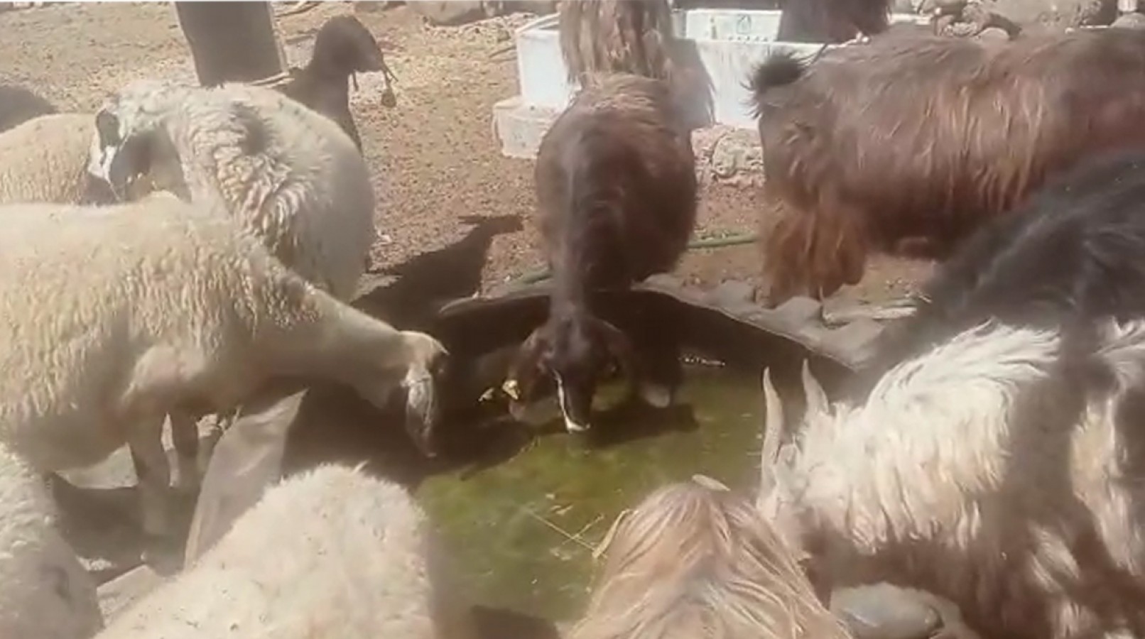 Viranşehir'de hayvanlar susuz kaldı!