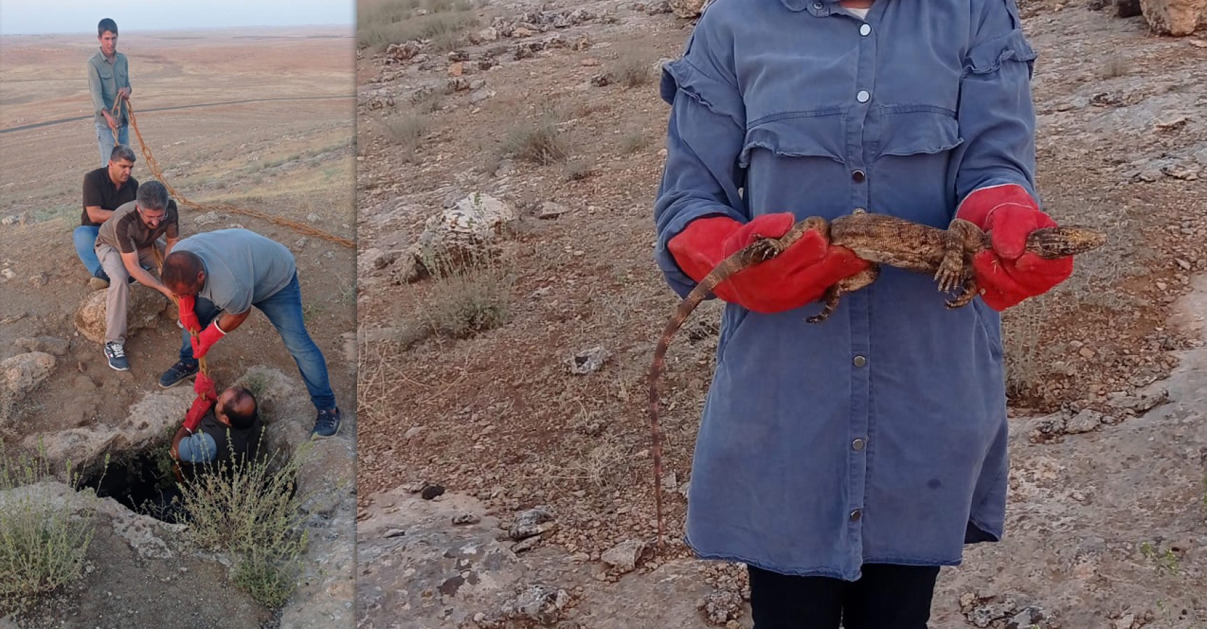 Nesli tükenmek üzere! Urfa'da 'sarnıçta' kurtarma operasyonu;