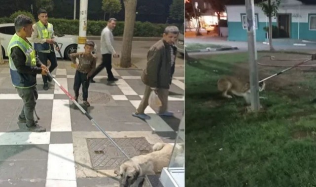 Urfa'da Vatandaşlar Memnun, Büyükşehir Belediyesi Başıboş Köpekleri Topladı..