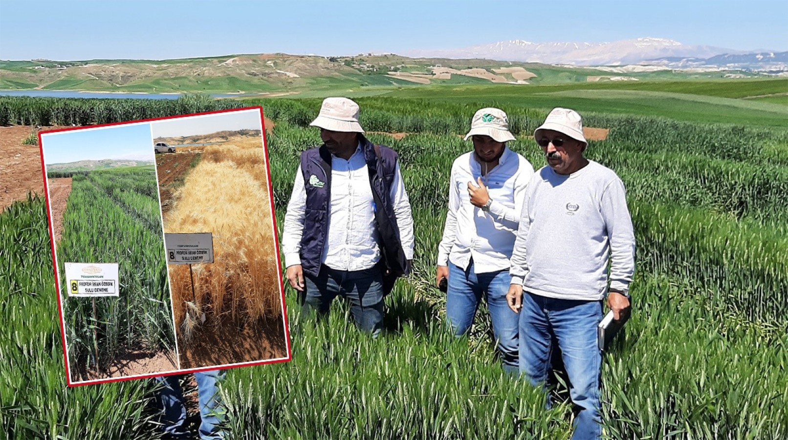 Urfa Harran Üniversitesinde Kuraklığa Karşı İki Yeni Buğday Çeşidi