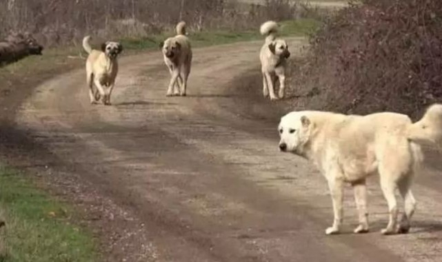 Şanlıurfa'da Başıboş Köpekler 2 Kişiyi Yaraladı Valilik Soruşturma Başlattı;