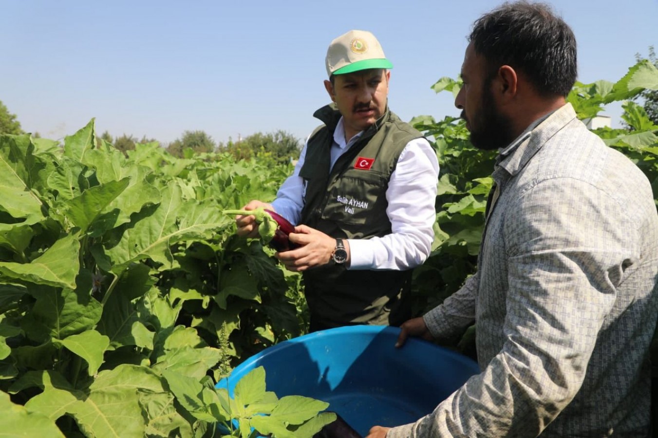 Şanlıurfa Valisi Ayhan Birecik Patlıcanı Hasadına Katıldı;