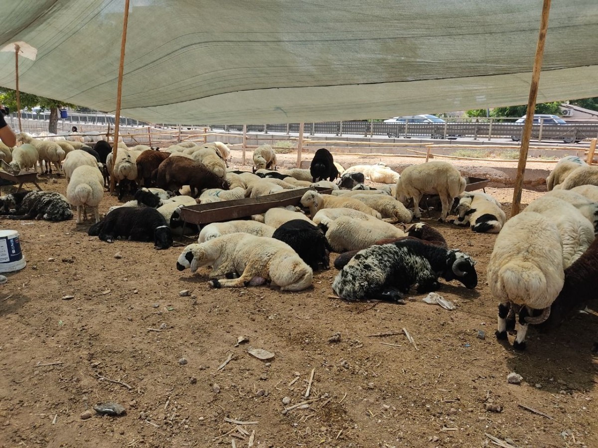 Şanlıurfa'da Kurbanlık Fiyatları Belli Oldu;