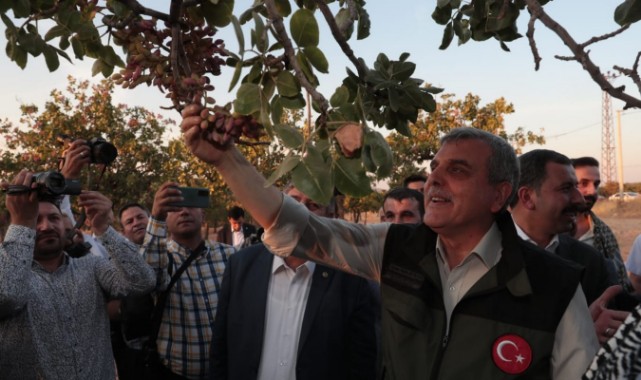 Başkan Beyazgül, Fıstık Hasadında Duyurdu Fıstığın Başkenti Şanlıurfa'dır