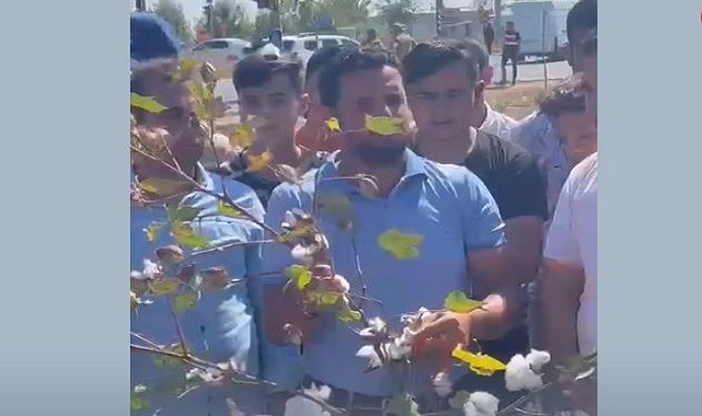 Şanlıurfa'lı Pamuk Çiftçileri TMO'yu Protesto Etti