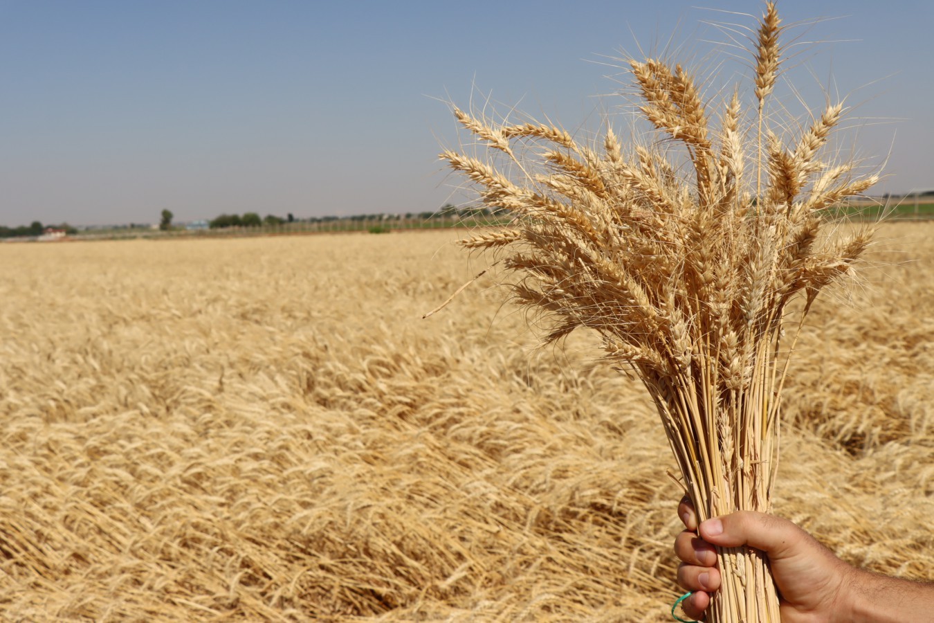 Şanlıurfa Büyükşehir'in Ektiği Buğdaylar Halk Ekmeği Fabrikasında..