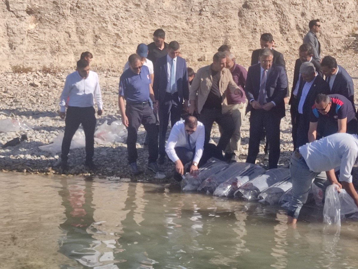 Şanlıurfa Atatürk Barajı Gölüne Milyonlarca Pullu Sazan Balığı Bırakıldı;